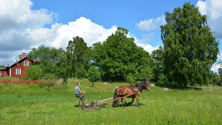 Man som k&ouml;r en h&auml;st som drar en vagn &ouml;ver en gr&ouml;n &auml;ng, med tr&auml;d och ett r&ouml;tt hus i bakgrunden