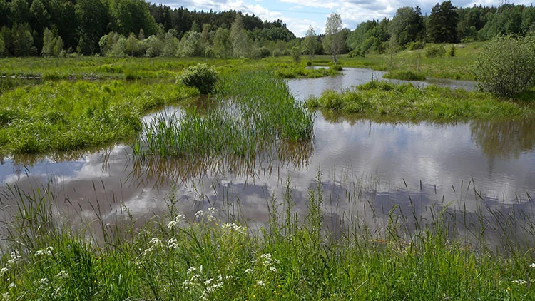 V&aring;tmark med stilla vatten, gr&auml;s och buskar, omgiven av tr&auml;d och skog i bakgrunden under bl&aring; himmel