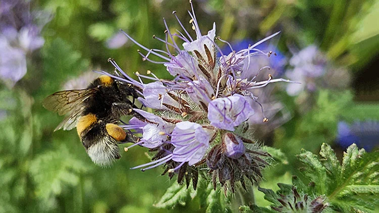 Humla som samlar pollen p&aring; lila blomma med gr&ouml;na blad och oskarp bakgrund