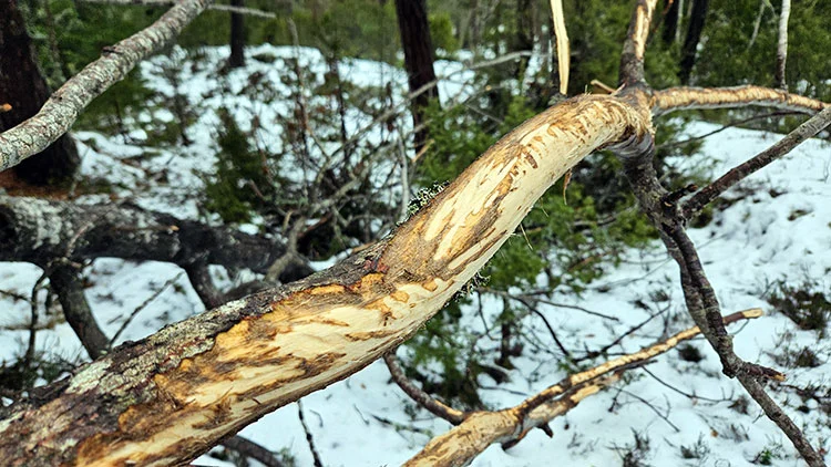 Gren med gnagsp&aring;r fr&aring;n djur, omgiven av andra grenar och sn&ouml; p&aring; marken i skogen