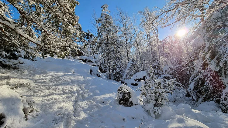 F�lj �ret i naturen