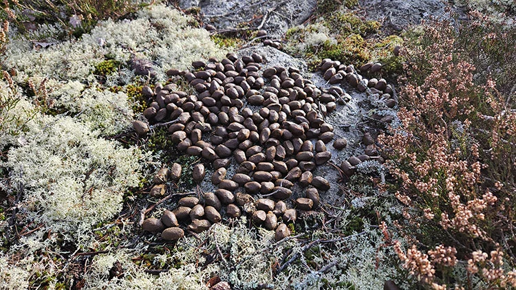 G� p� sp�rjakt