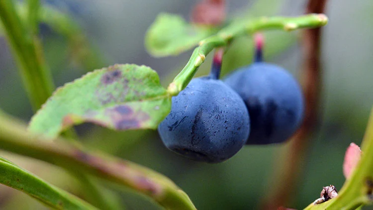 Hitta ditt favoritb�r