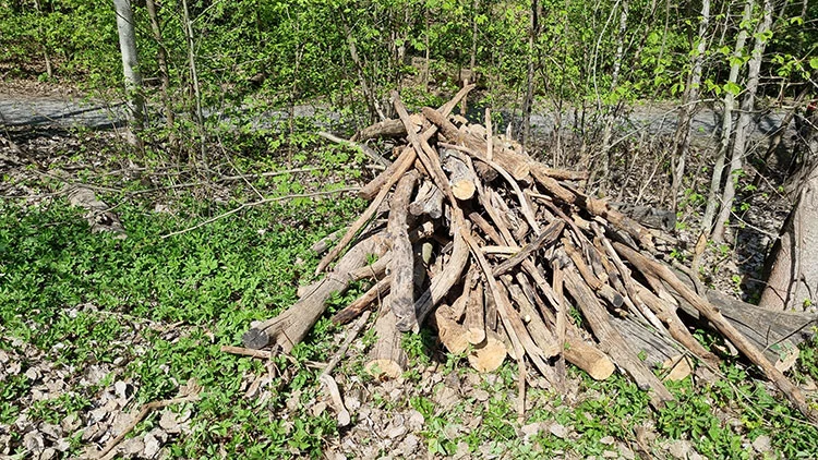 H&ouml;g av avklippta grenar och pinnar p&aring; marken i skogen, omgiven av gr&ouml;n vegetation och tr&auml;d