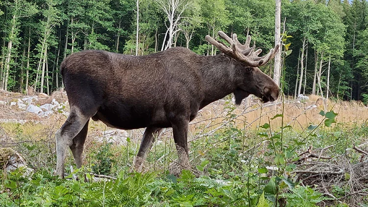 &Auml;lg med horn som st&aring;r i skog med gr&auml;s, buskar och tr&auml;d i bakgrunden