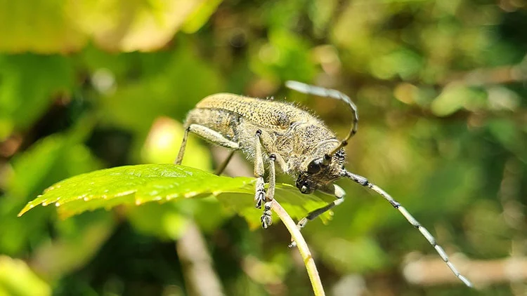 Uppt�ck sm�krypen