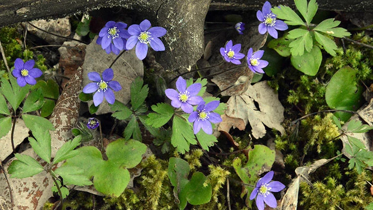 Bl&aring;sippor med lila blommor och gr&ouml;na blad som v&auml;xer bland moss, l&ouml;v och tr&auml;dgrenar i skogen.