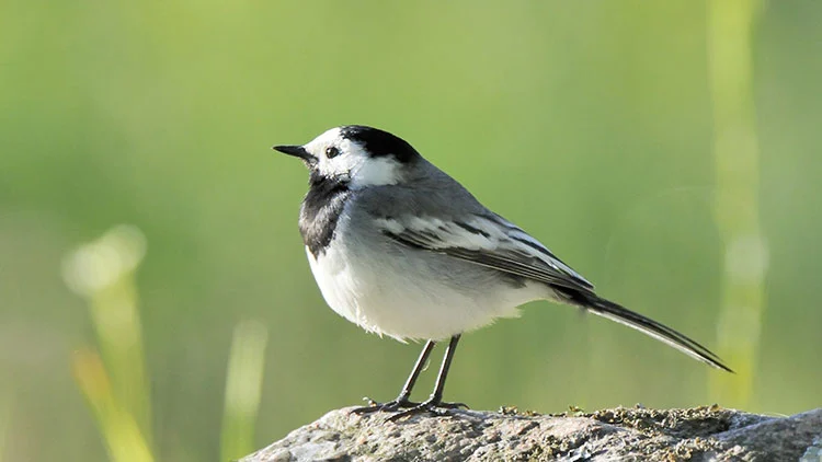 S&auml;des&auml;rla med svart, vit och gr&aring; fj&auml;derdr&auml;kt som st&aring;r p&aring; en sten, mot en gr&ouml;n oskarp bakgrund.