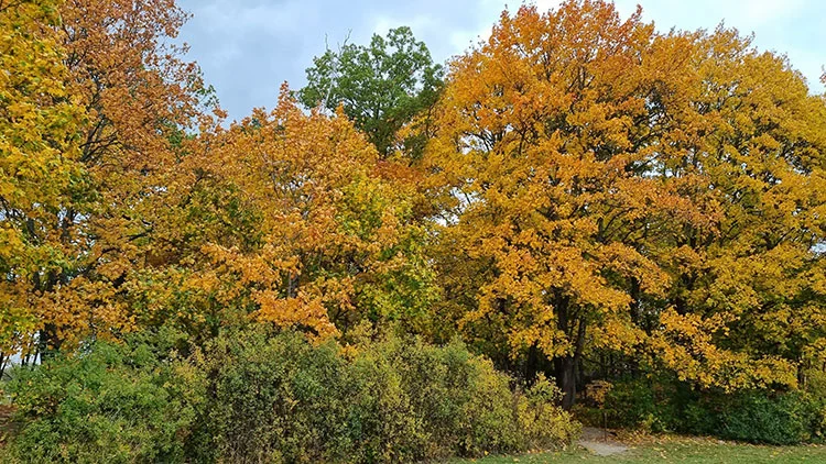 Tr&auml;d med gula och orange l&ouml;v p&aring; h&ouml;sten, buskar med gr&ouml;na blad i f&ouml;rgrunden och en liten stig under tr&auml;den