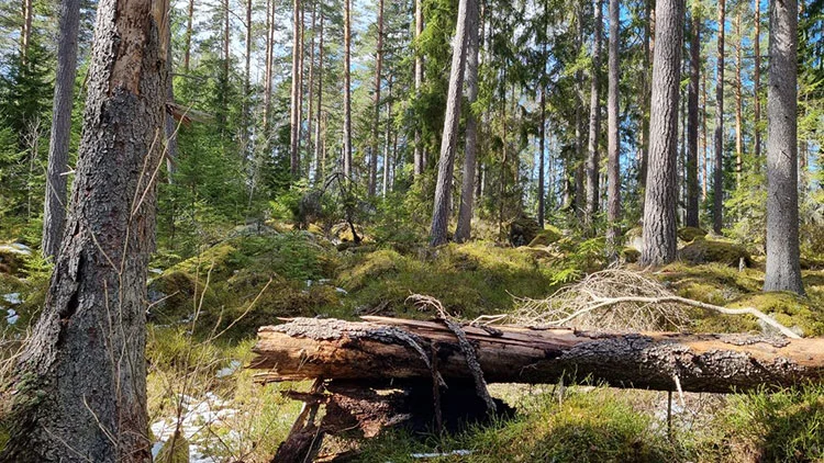 Barrskog med h&ouml;ga tallar, mossa p&aring; marken och en nedfallen stock liggande p&aring; marken