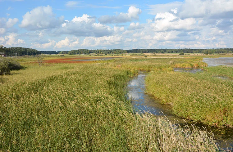 F&aring;gelsj&ouml; med vass och &ouml;ppna vattenytor, del av norra Fysingen i Sigtuna, strand&auml;ngar och vassb&auml;lten, under bl&aring; himmel med moln