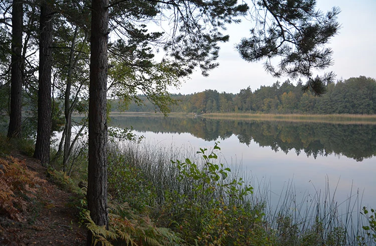 Skog vid R&ouml;sj&ouml;skogens naturreservat med spegelblank sj&ouml;, strandvegetation och tr&auml;d i f&ouml;rgrunden, Sollentuna, tidig h&ouml;st
