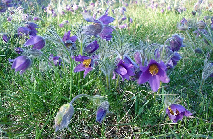 Backar med blommande backsippor i Fysingens natur, Upplands Väsby, tidig vår